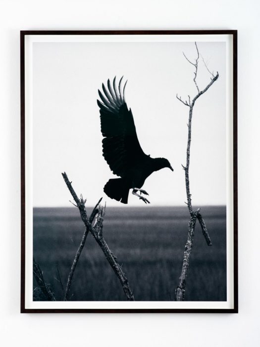 Blackwater River | Robbie Lawrence